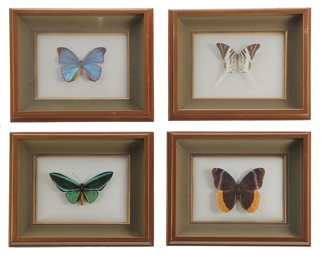 FOUR FRAMED BUTTERFLIES.: American, second half 20th century. Peruvian Morpho Menelaus, Indonesian Graphium Androcles, Ornithoptera Priamus from the Solomon Islands, and Columbian Caligo Uranus. 10"h. 12"w. overall, each.