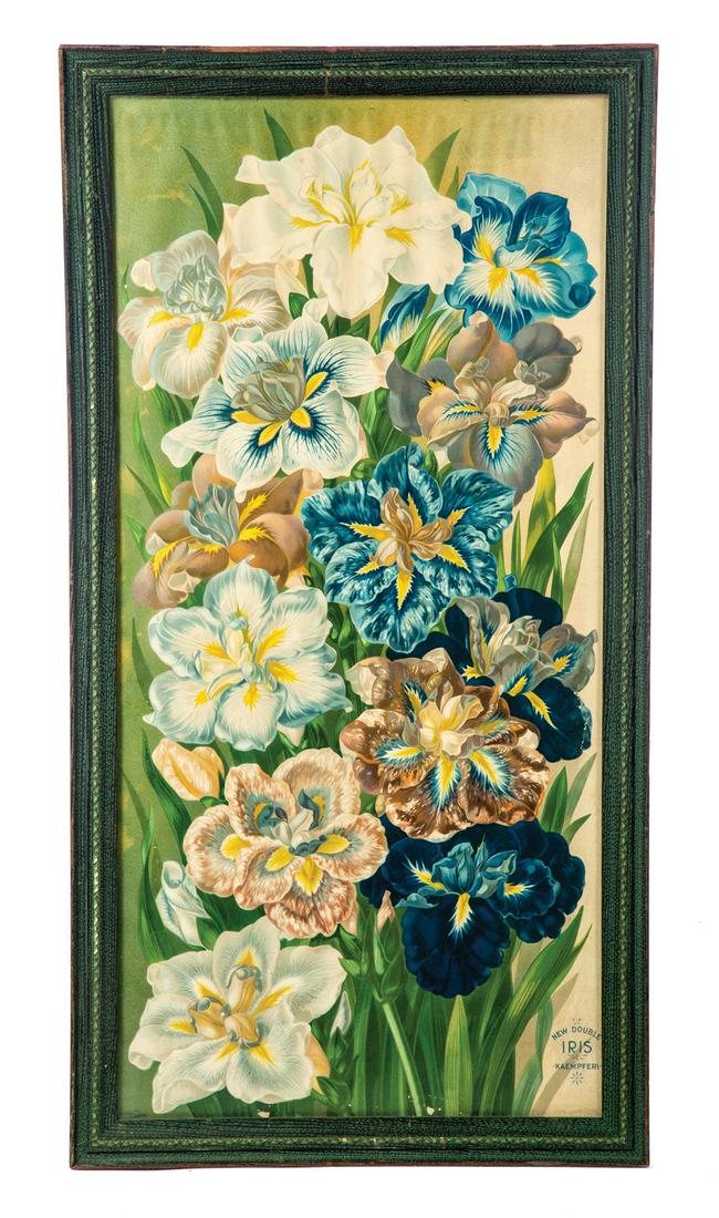 YARD LONG PICTURE OF IRIS.: American. Circa 1900. Chromolithograph labeled "New Double Iris-Kaempferi- Issued by John Lewis Child's" 35.5"h. 18.5"w.