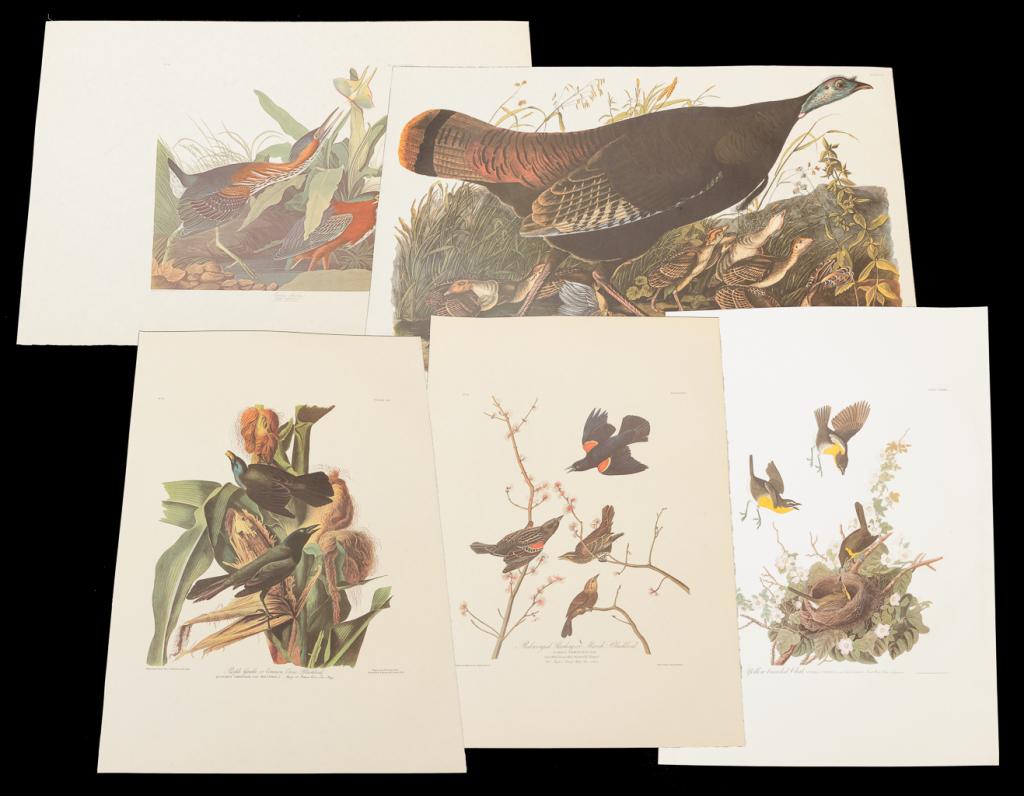 FIVE LARGE FOLIO PRINTS AFTER AUDUBON. (1 of 11)