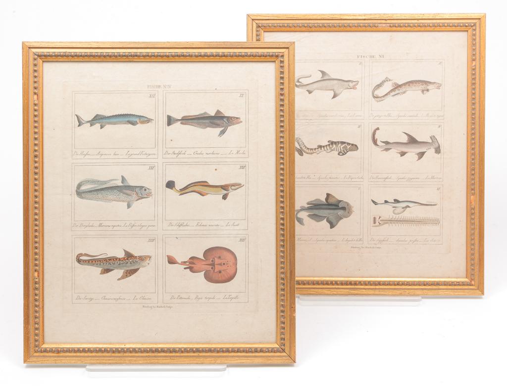 TWO SETS OF FISH PRINTS BY FRIEDRICH CAMPE. (1 of 5)