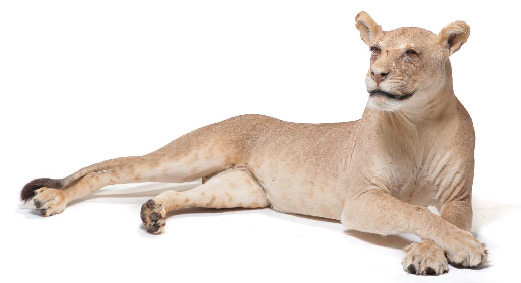 AFRICAN LIONESS TAXIDERMY MOUNT.: Second half 20th century. Full bodied reclining lioness. 62"l. Please note this can only be purchased by Ohio residents with valid Ohio license.