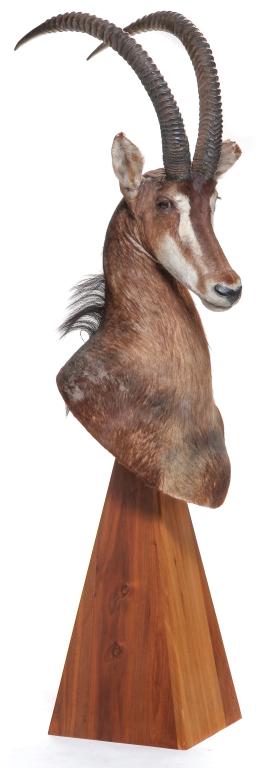 AFRICAN SABLE TAXIDERMY MOUNT. (1 of 3)