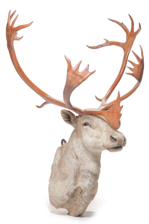 AMERICAN TAXIDERMY CARIBOU WALL MOUNT.: Second half-20th century. Caribou with colored resin antlers. 58"h. 41"w.