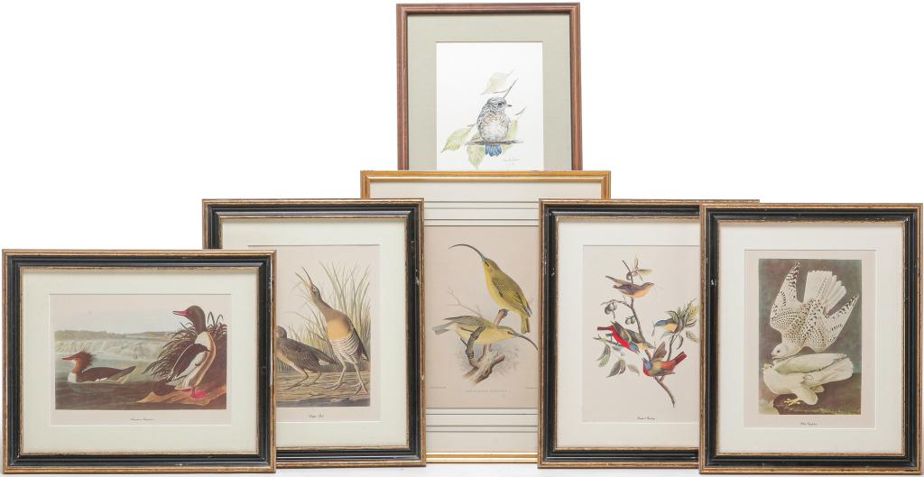 SIX FRAMED PRINTS OF BIRDS. (1 of 8)