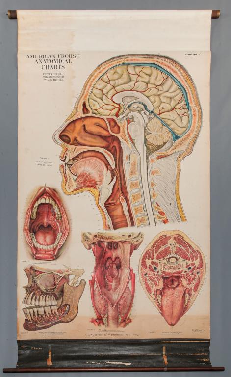 THREE NYSTROM ANATOMICAL CHARTS. (1 of 4)
