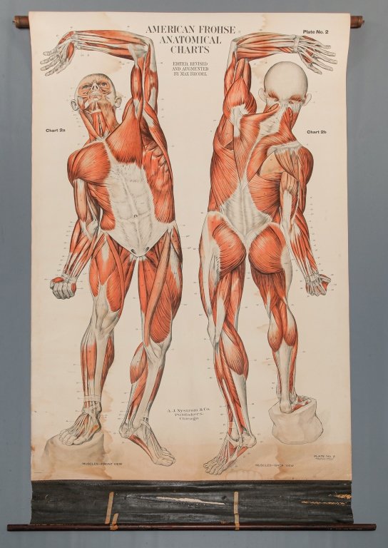 FOUR NYSTROM ANATOMICAL CHARTS. (1 of 5)