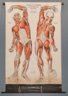 FOUR NYSTROM ANATOMICAL CHARTS.: Copyrighted 1918 and 1922, Chicago, Illinois. Charts include: the eye, male and female pelvis, circulation heart and skin and muscles. 42"w.