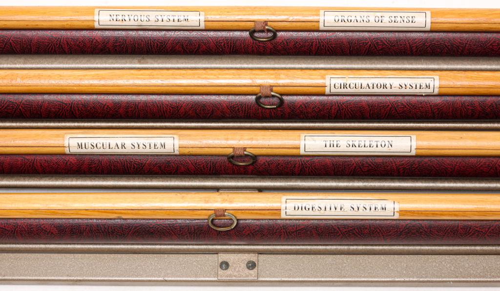 FOUR AMERICAN ANATOMICAL CHARTS.: Mid 20th century. Published by GEirge F. Cram Comany, Inc. Indianapolis, Ind. Includes "Digestive System," "Muscular System and the Skeleton," "Circulatory System" and "Nervous System and Organs of Se