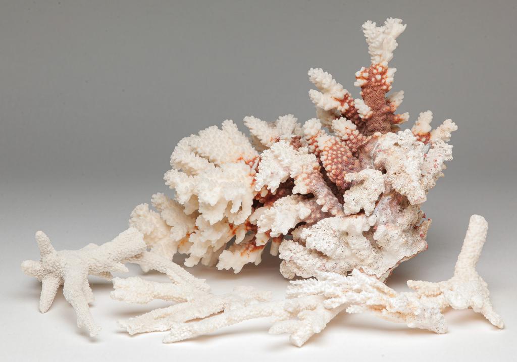 SIX PIECES OF CORAL. (1 of 3)