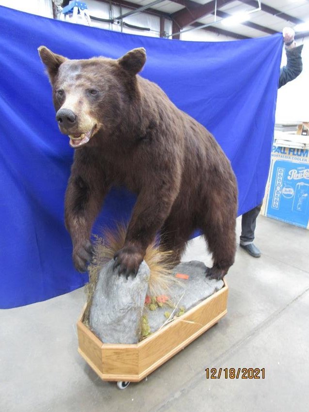BEAR TAXIDERMY (0090) on Jan 08, 2022 Garth's Auction Inc. in OH