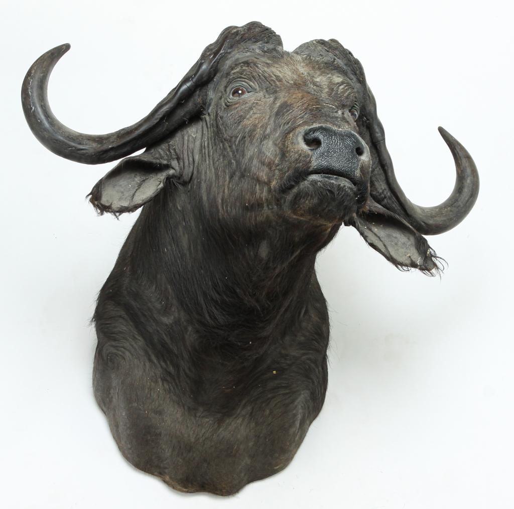 AFRICAN CAPE BUFFALO TAXIDERMY SHOULDER MOUNT.: Second half 20th century. Some damage to ear. 40"h. 36"w. 46"d.