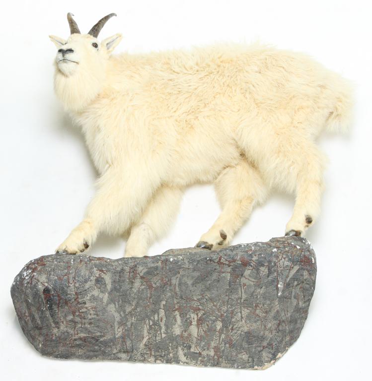 MOUNTAIN GOAT TAXIDERMY MOUNT.: Second half 20th century. Full body on composition rock base. 60"h. 47"w. overall.