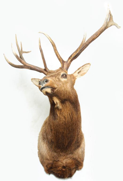 AMERICAN ELK TAXIDERMY SHOULDER MOUNT.: Second half 20th century. 65"h. 47"w. 43"d.