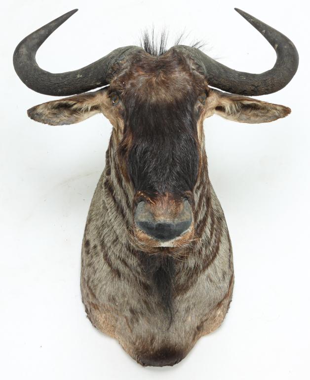 BLUE WILDEBEEST TAXIDERMY SHOULDER MOUNT.: Second half 20th century. 24"h. 28"w. 30"d.