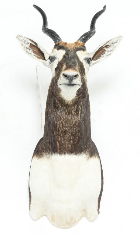 AFRICAN BLACK BUCK TAXIDERMY SHOULDER MOUNT.: Second half 20th century. Horns are colored and have end damage. 25"h.