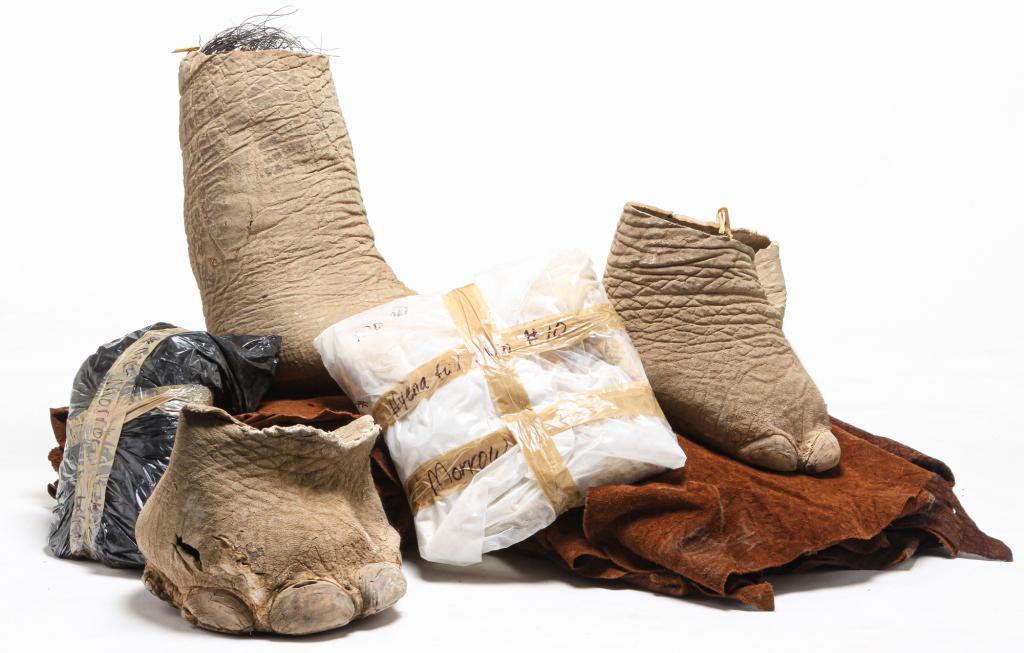 GROUP OF AFRICAN ELEPHANT HIDES AND FEET.: Second half 20th century. Tanned hides with unworked feet and ears. As is condition.Please note US residents only.