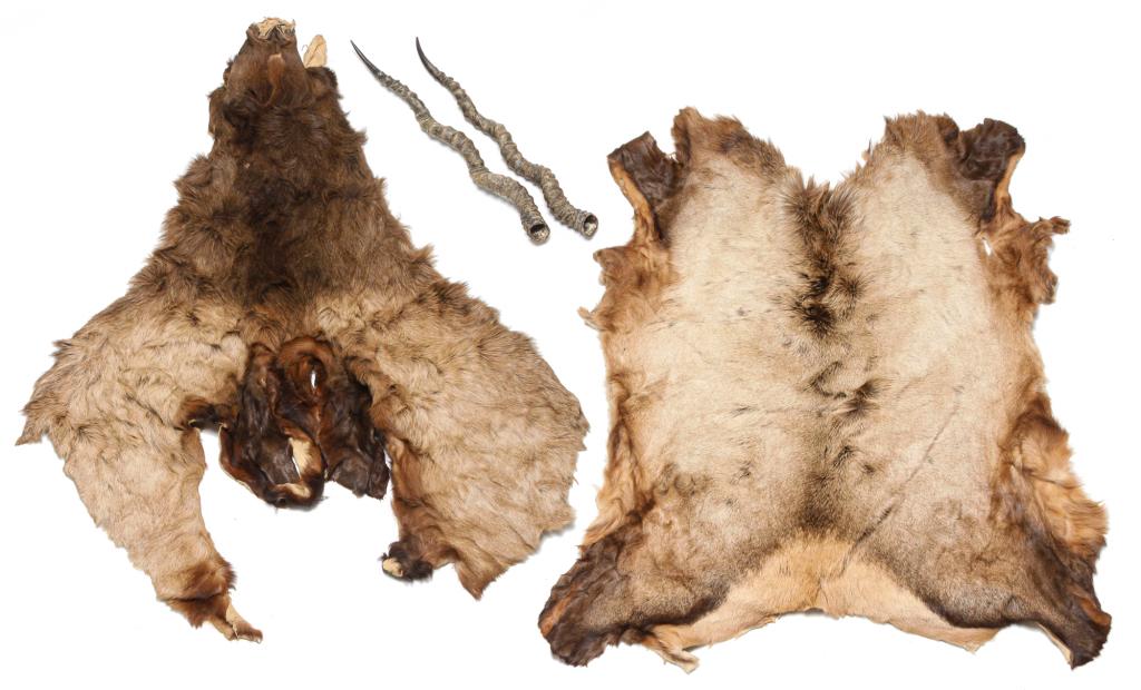 TWO ANIMAL HIDES AND PAIR OF HORNS.: Second half 20th century. Both have wear. Full size approx. 65" x 75", and half approx, 60" x 75". Together with a pair of horns.