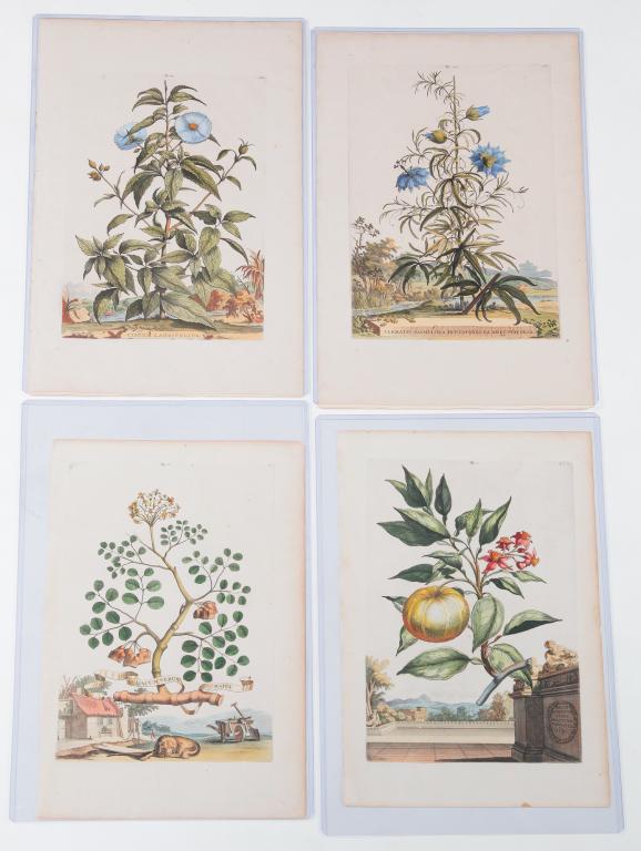 FOUR ABRAHAM MUNTING BOTANICAL PRINTS. (1 of 6)