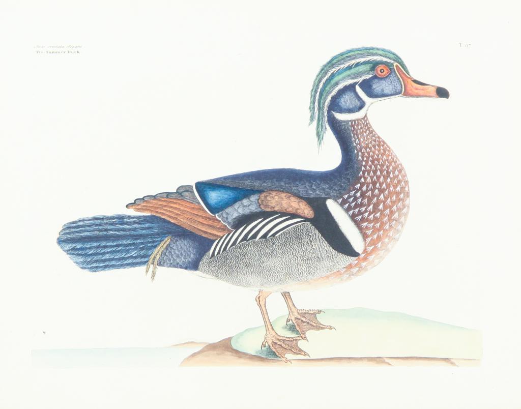 "THE SUMMER DUCK" PRINT, MARK CATESBY. (1 of 3)