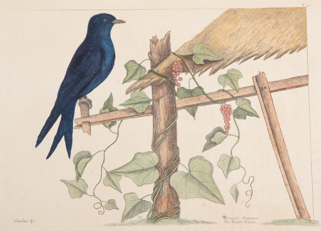PURPLE MARTIN PRINT, MARK CATESBY. (1 of 4)