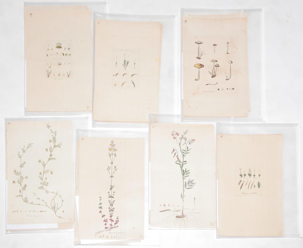 SEVEN WILLIAM CURTIS BOTANICAL PRINTS. (1 of 7)