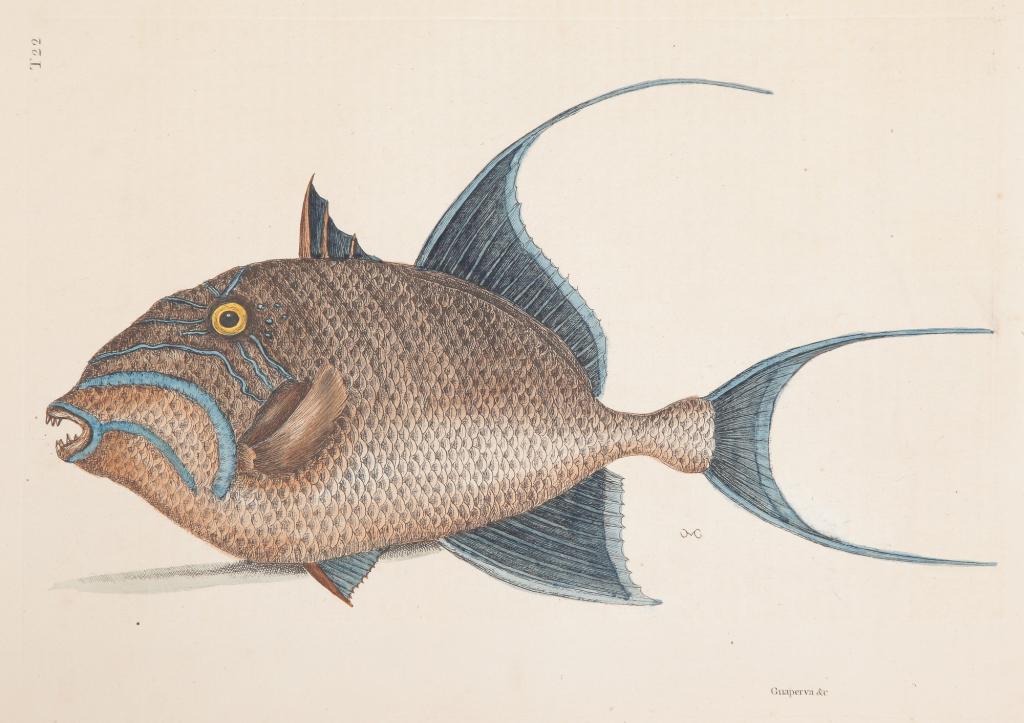 THE OLD WIFE FISH PRINT, MARK CATESBY. (1 of 2)