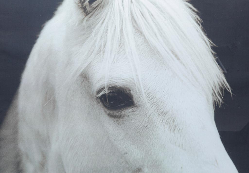 "HORSE EYE" PRINT, JOHN MAGGIOTTO. (1 of 7)