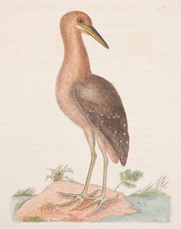 BROWN BITTERN PRINT, MARK CATESBY. (1 of 3)