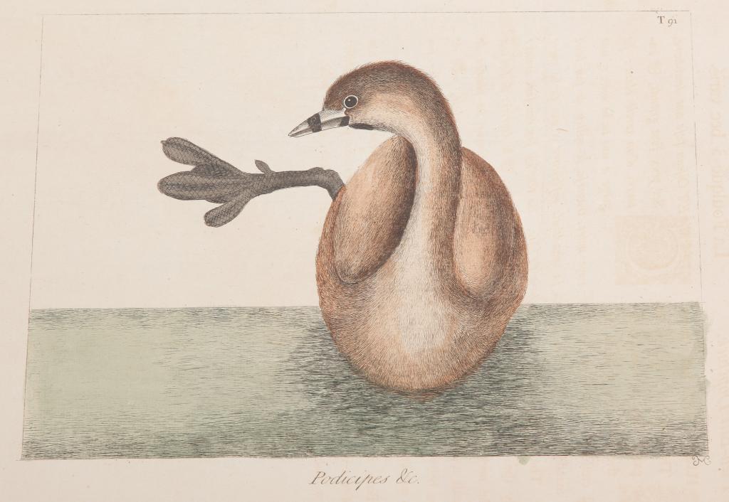 PIED BILL DOPCHICK PRINT, MARK CATESBY. (1 of 2)