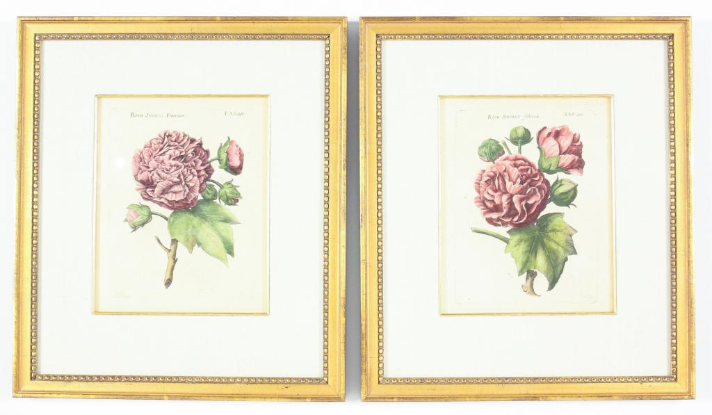 TWO JOHANN THEODORE DE BRY ROSE PRINTS. (1 of 4)