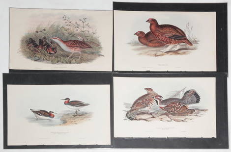 FOUR JOHN GOULD BIRD PRINTS.: England, 1804-1881. Hand colored lithographs on paper. Two from the "Birds of Europe" (1832-1837) after images by John and Elizabeth Gould. Hazel Grouse and Red Grouse. Together with two from the "Bir