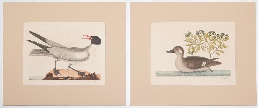 TWO BIRD PRINTS, MARK CATESBY. (1 of 5)