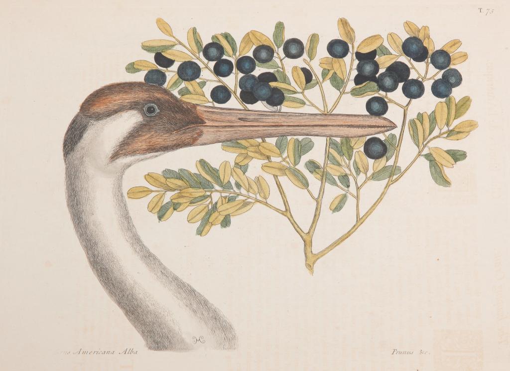 WHOOPING CRANE PRINT, MARK CATESBY. (1 of 4)
