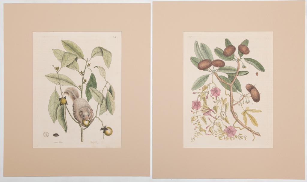 TWO PRINTS, MARK CATESBY. (1 of 3)