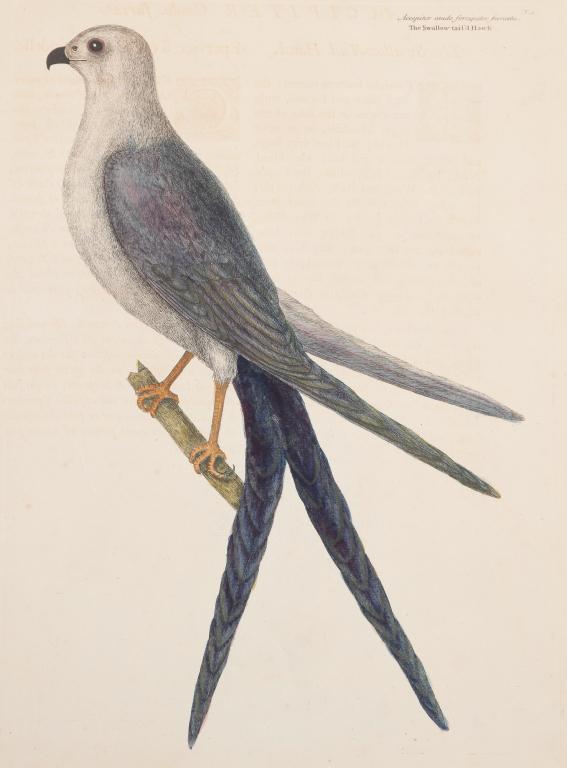 SWALLOW TAIL HAWK PRINT, MARK CATESBY.: England, 1682-1749. Hand colored engraving on laid paper from "The Natural History of Carolina, Florida, and the Bahama Islands", most likely third edition, 1771. Text page included. Toning and edge l