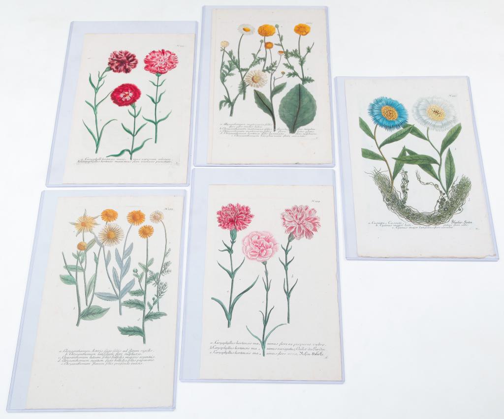 FIVE JOHANN WILHELM WEINMAN BOTANICAL PRINTS. (1 of 7)