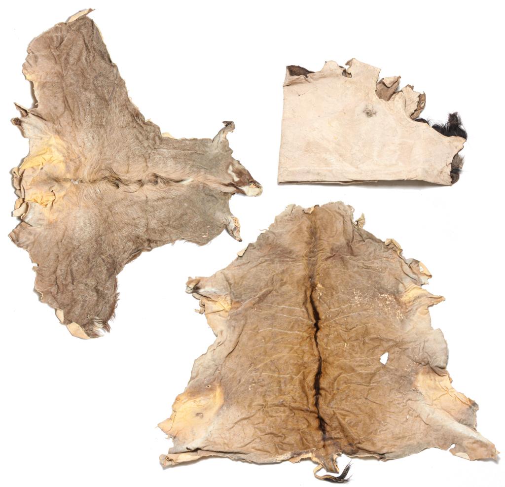 THREE AFRICAN ANIMAL HIDES INCLUDING WILDEBEEST. (1 of 6)