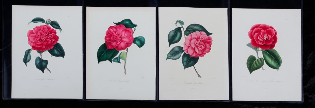 FOUR LAURENT BERLESE CAMELLIA PRINTS. (1 of 3)