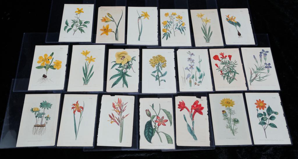 TWENTY WILLIAM CURTIS BOTANICAL PRINTS. (1 of 2)