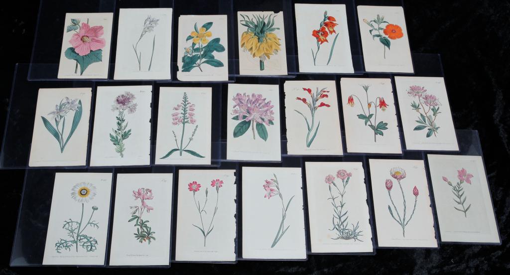TWENTY WILLIAM CURTIS BOTANICAL PRINTS. (1 of 2)
