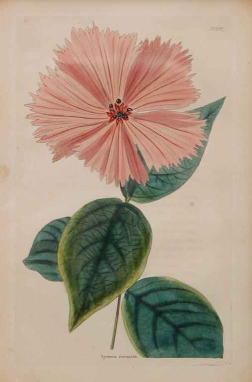 FRAMED CONRAD LODDIGES ENGRAVING. (1 of 4)