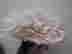 item-129610782=3