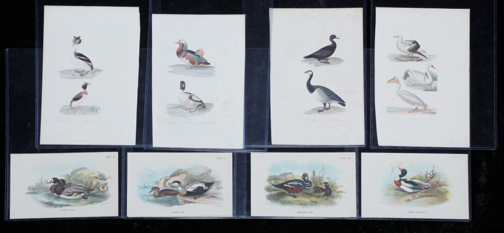 EIGHT WATER FOWL PRINTS.: Nineteenth century. Four French M.A. Richard, published 1838, 9.75" x 6.25". And four chromolithographs from the "Handbook to the Birds of Great Britain," published 1896, 7" x 4.5".