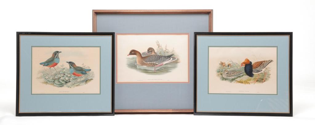 THREE JOHN GOULD BIRD PRINTS. (1 of 6)