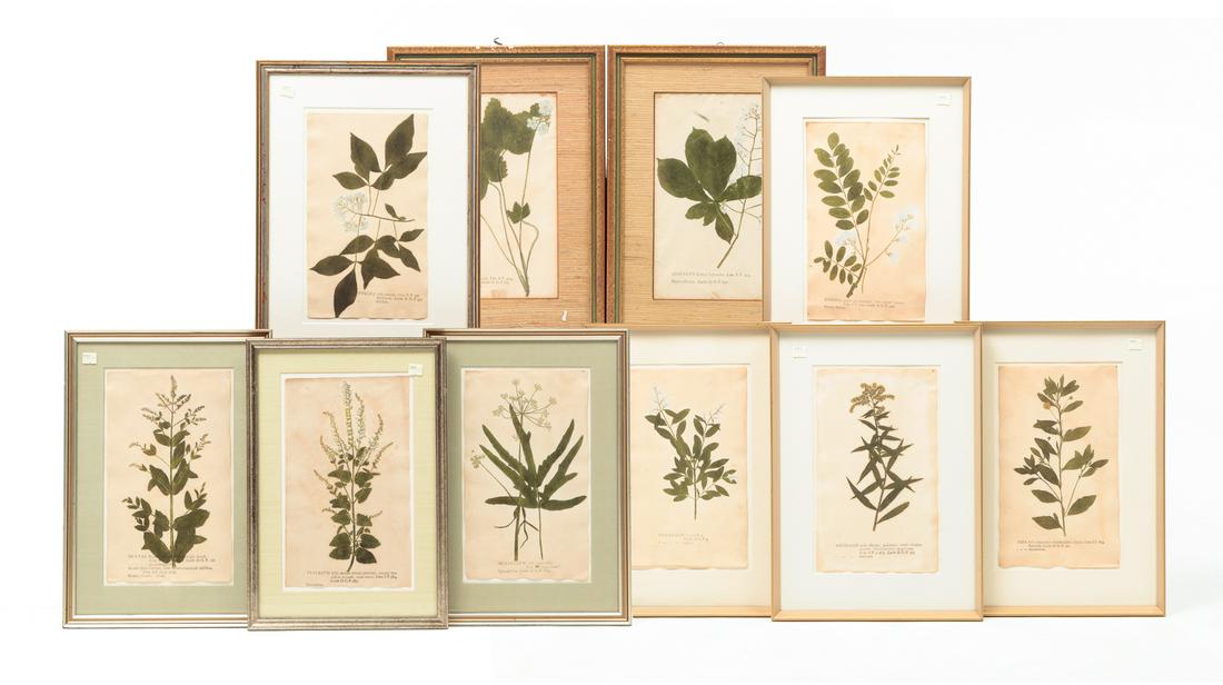 TEN EUROPEAN BOTANICAL PRINTS. (1 of 18)