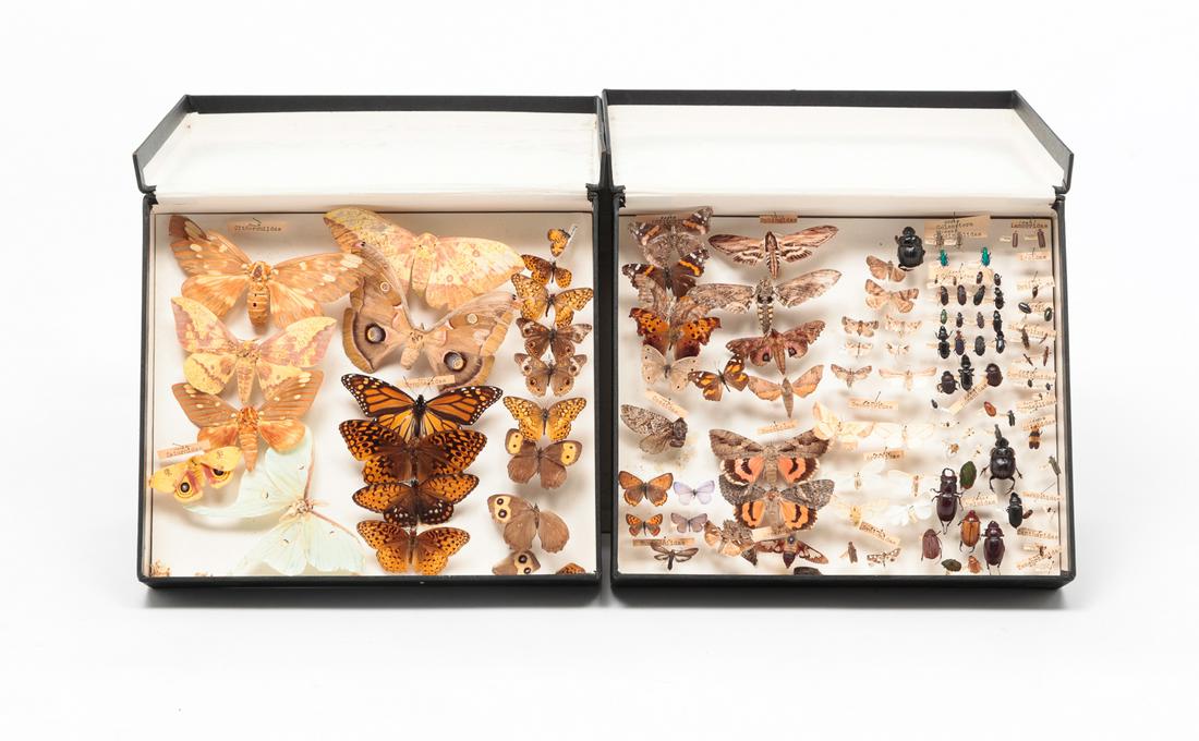 MOUNTED SPECIMENS. (1 of 5)
