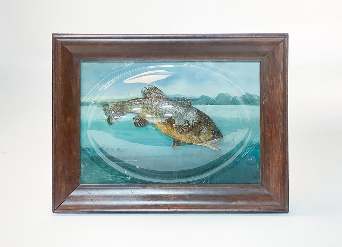 WIDE MOUTH BASS DIORAMA. (1 of 3)