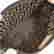 item-121389532=7