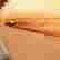 item-131457293=11