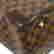 item-136638177=4